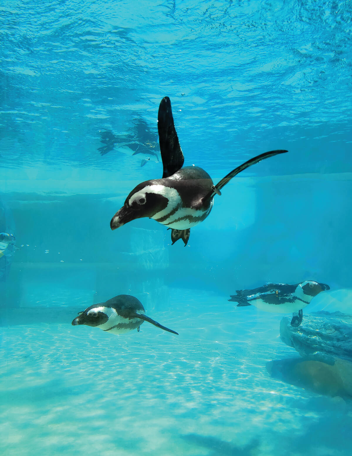 shutterstock_1948296025_CMYK